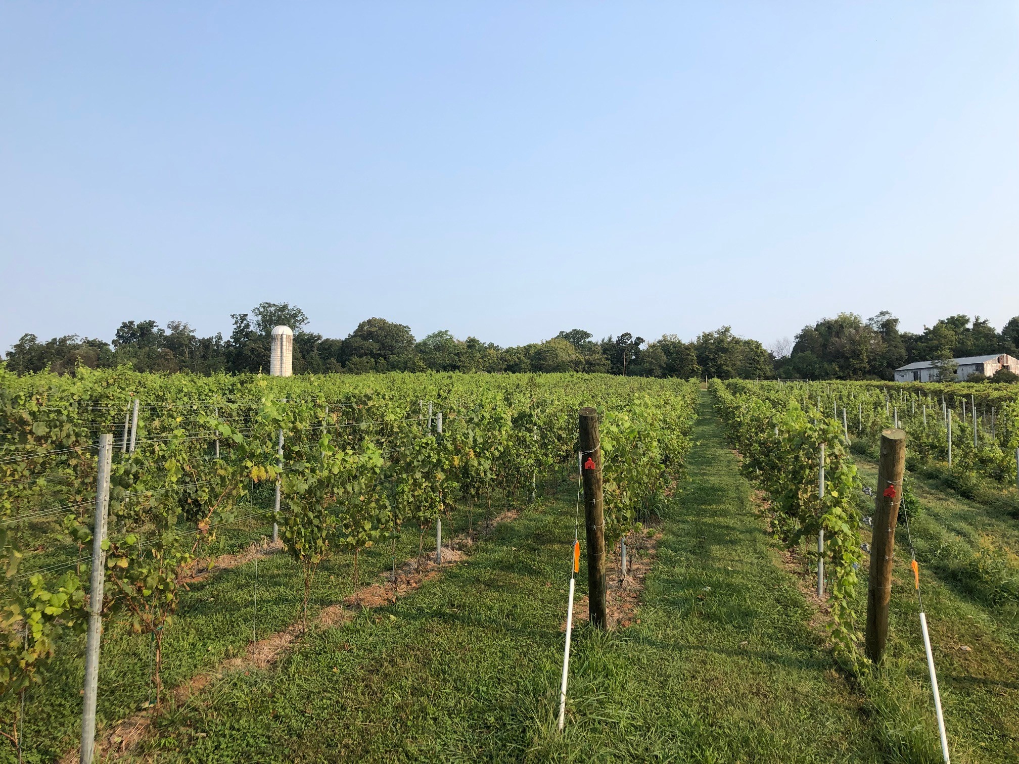 The Bend Vineyard